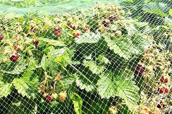 πλαστικό τέντωμα