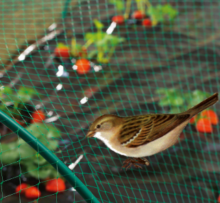 δίχτυ πουλιών