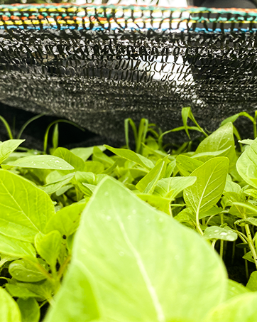 γκρίζο δίχτυ