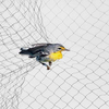 Δίχτυα ομίχλης πουλιών για την σύλληψη πουλιών