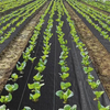 Dark Green Ground Cover Landscape Fabric Factory