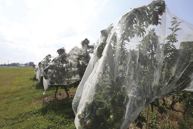 Διχτυώματα εντόμων εναντίον φυτοφαρμάκων: Ποια είναι η καλύτερη λύση για το αγρόκτημά σας;