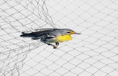 Anti Bird Net Αντιπαράθεση